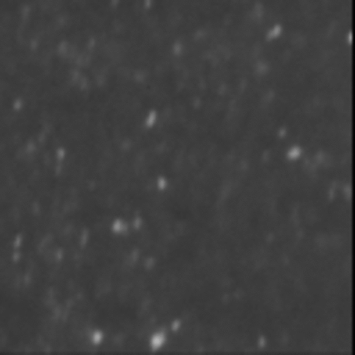Beobachtung der Brownschen Bewegung anhand von fluoreszierenden Latex-Kügelchen in einer Flüssigkeit unter einem Mikroskop. Di Kügelchen sind als helle Punkte erkennbar, die sich ständig in unregelmäßiger Bewegung befinden.
