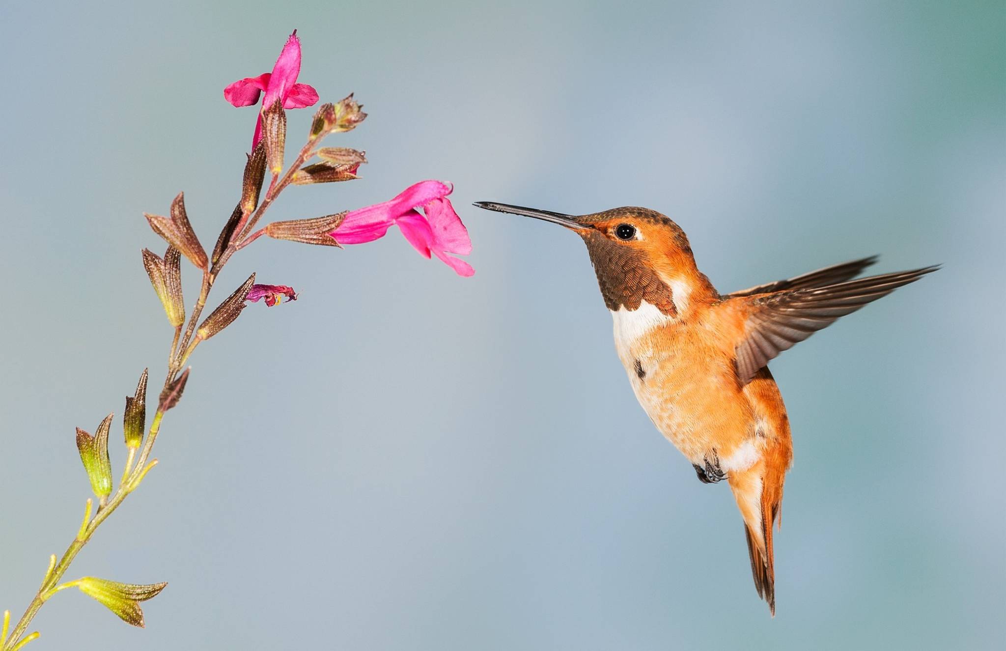 Ein Kolibri fliegt eine Blüte an