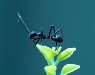 Eine schwarze Ameise am Blatt.
