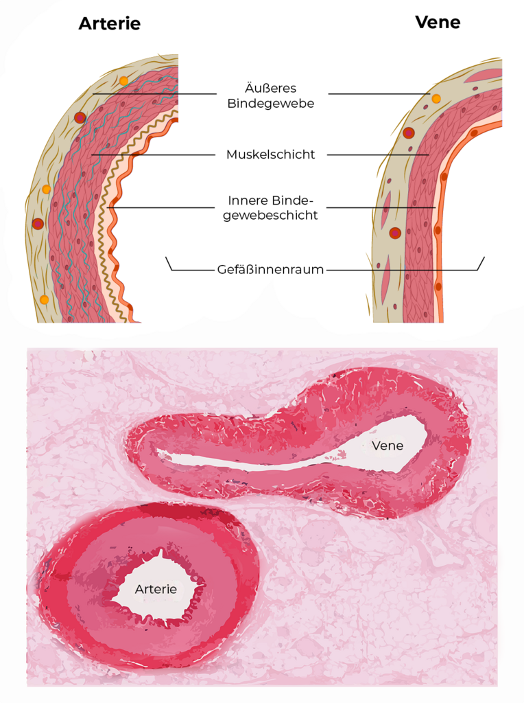 Venen und Arterien im Vergleich