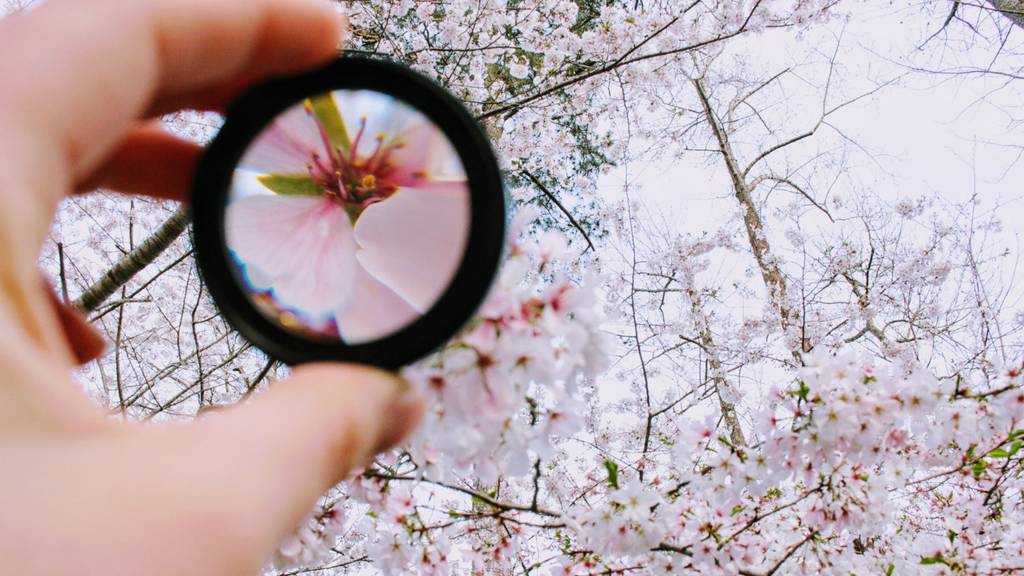 Im Hintergrund ist ein Kirschbaum zu sehen. Eine Hand hält eine Lupe ins Bild, durch die eine Kirschblüte stark vergrößert erscheint.