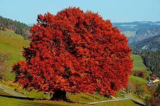 Buche mit rotem Herbstlaub