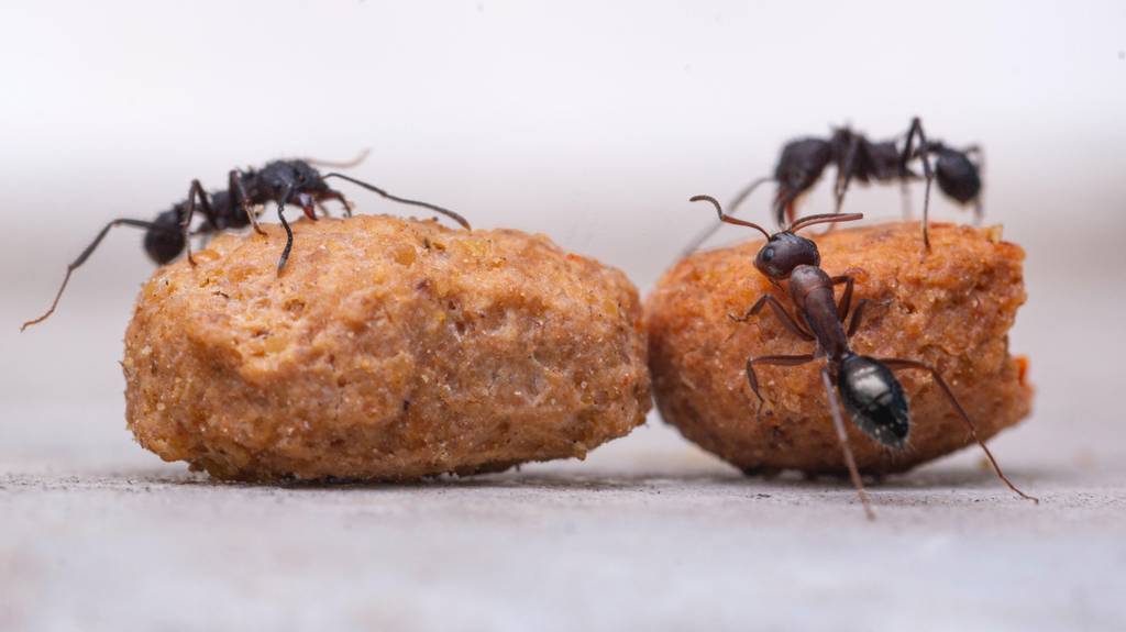 Drei Ameisen krabbeln auf Lebensmittelresten herum.