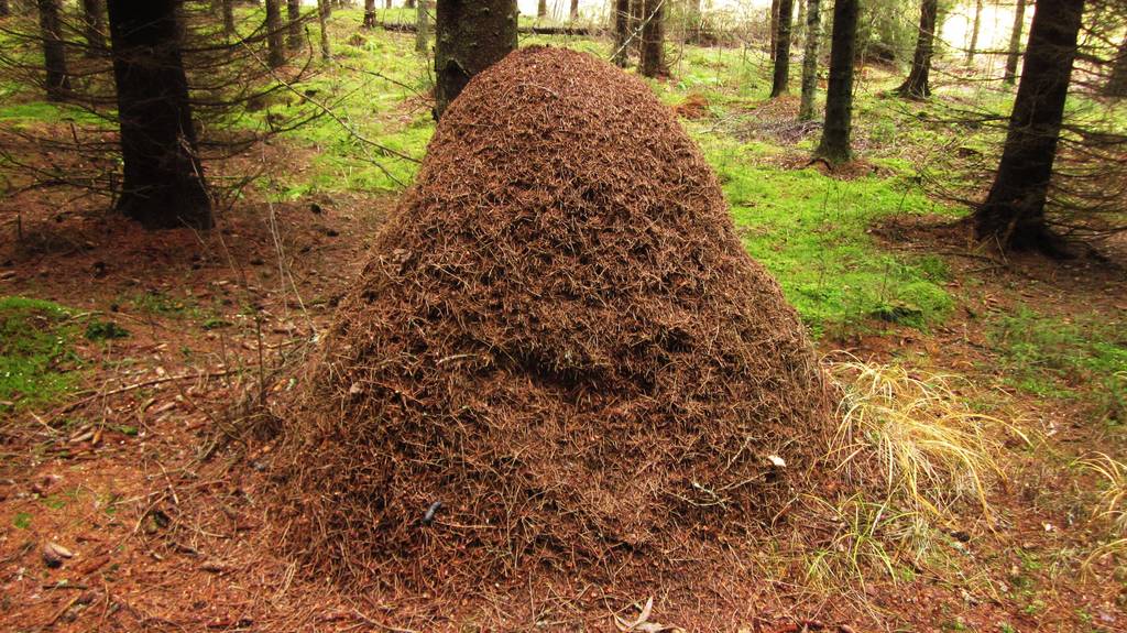 Ameisenhaufen im Wald.