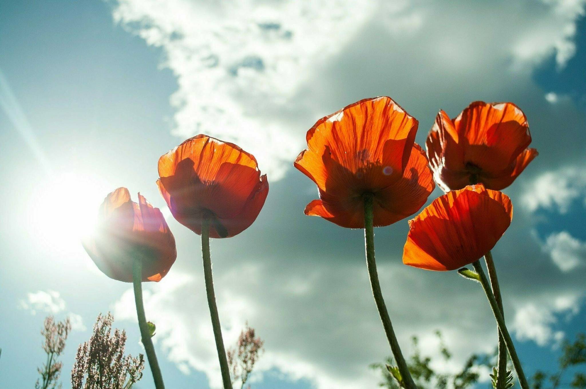 Vier Mohnblumen im Sonnenlicht unter einem leicht bewölkten Himmel.