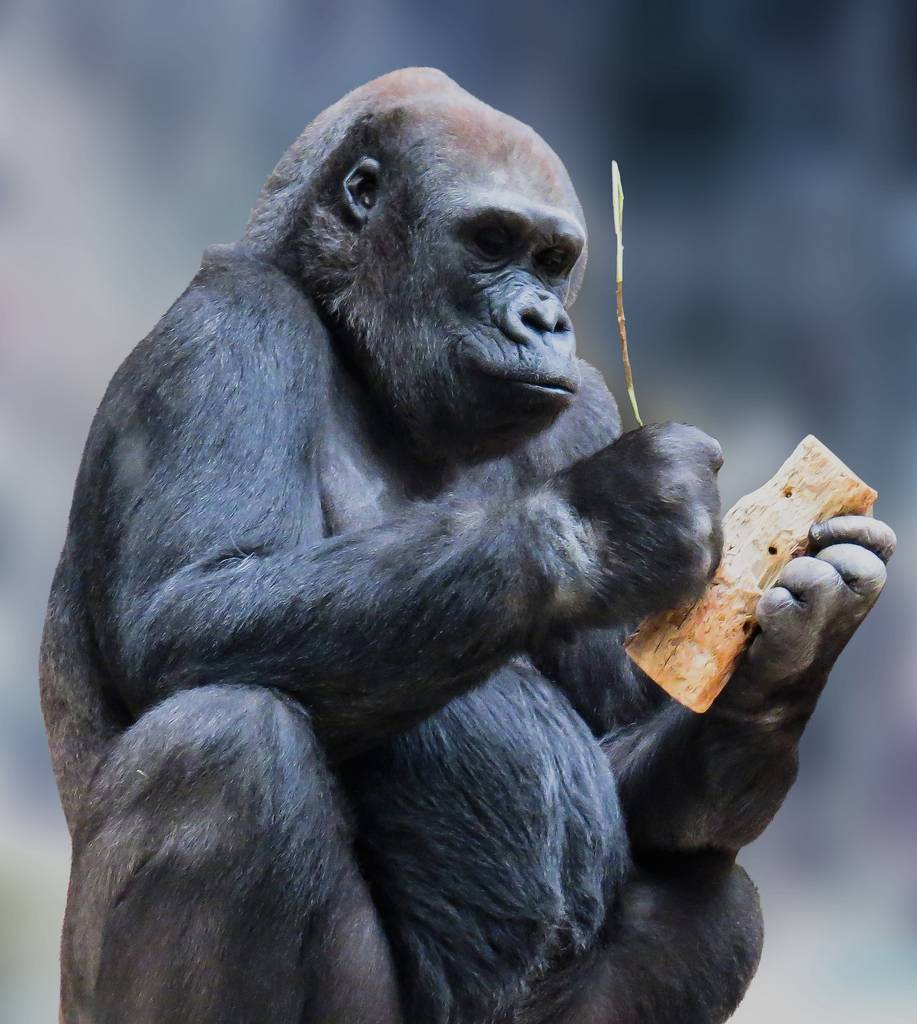 Ein Gorilla stochert mit einem Stock in löchrigem Holz