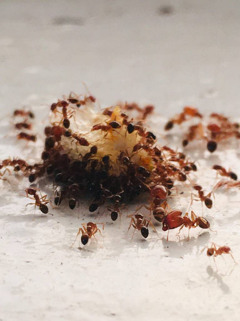 Viele Ameisen zerkleinern Nahrung.