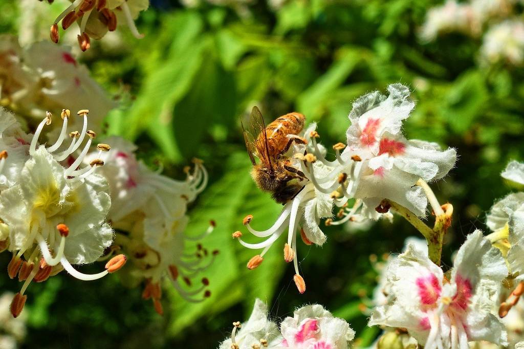 Biene an einer Kastanienblüte