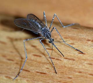 A female mosquito of the Culicidae family (Culiseta longiareolata)