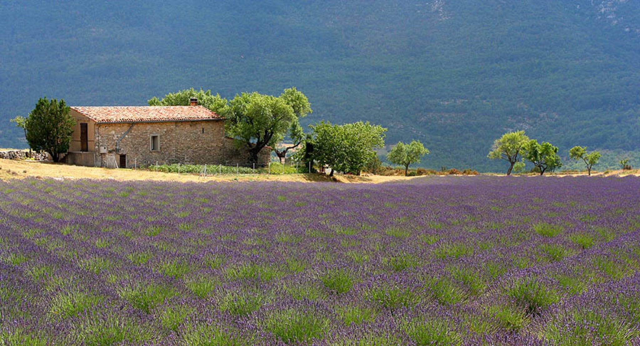 Farm houses and lavenders compose a typical landscape of Provence, France