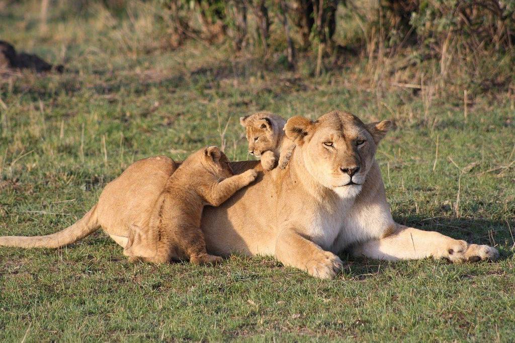 Löwenmutter mit Jungen