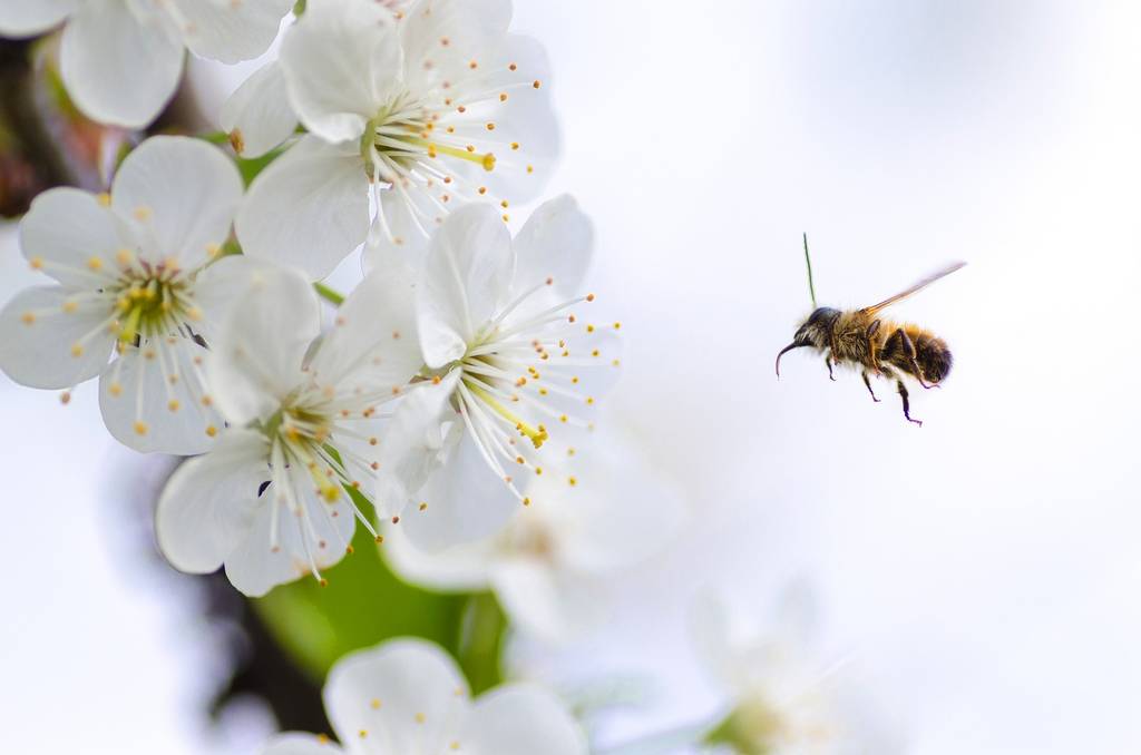 Eine Biene bestäubt eine Blüte