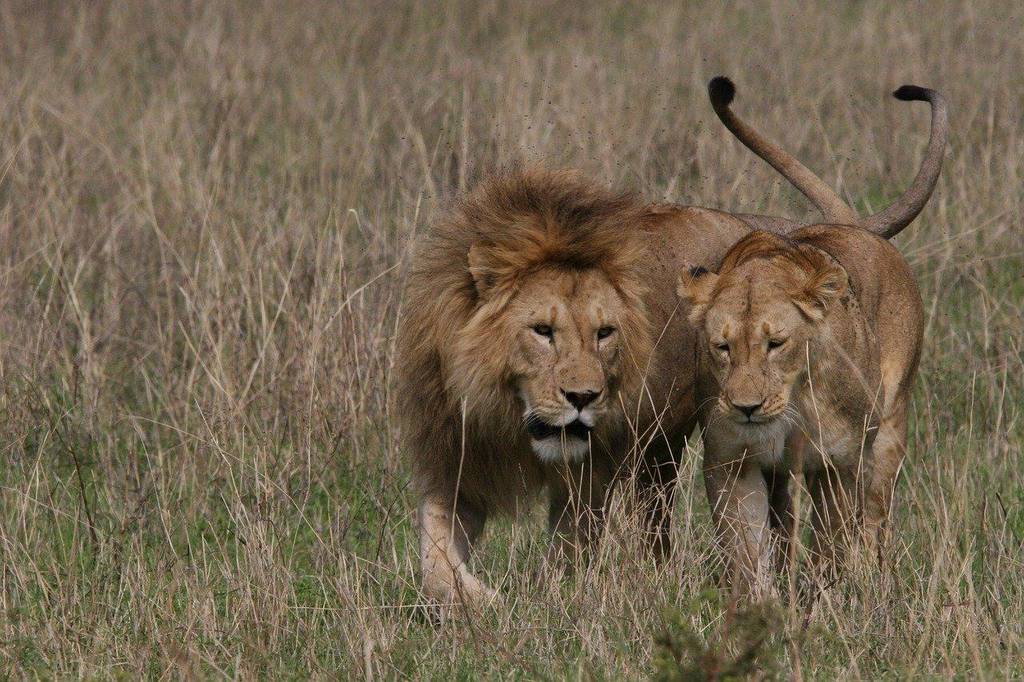 Löwenmännchen und -weibchen