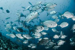 Unterwasserfotografie eines Fischschwarms. Die Fische sind mittelgroß und haben eine bläulich-silberne Farbe.