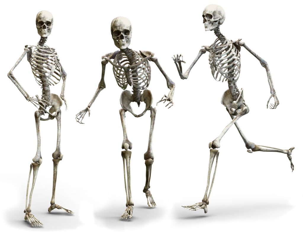 Menschliche Skelette, stehend und in Bewegung