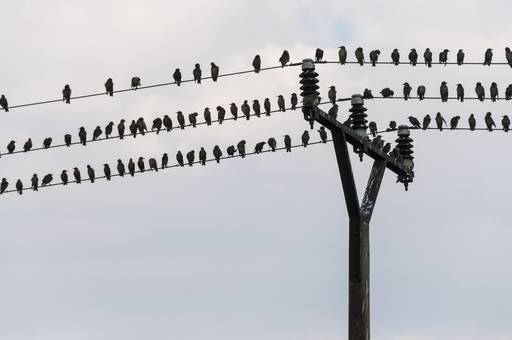 Zugvögel sitzen aufgereiht auf einem Strommast.