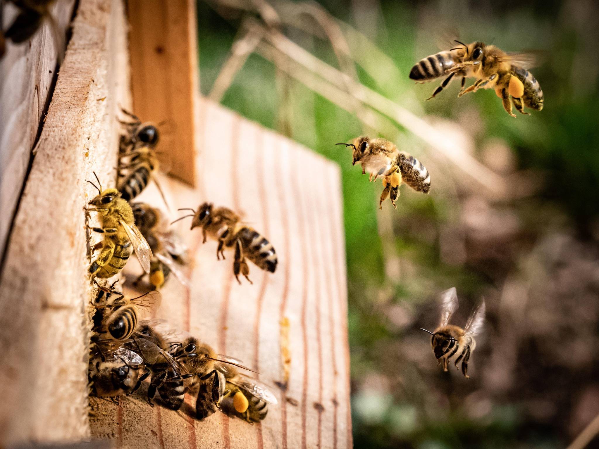 Bienen fliegen zu ihrem Bienenstock
