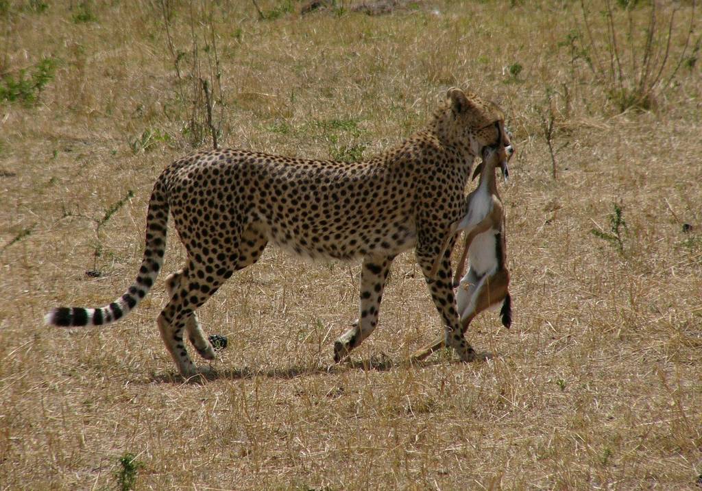 Gepard mit Beutetier im Maul
