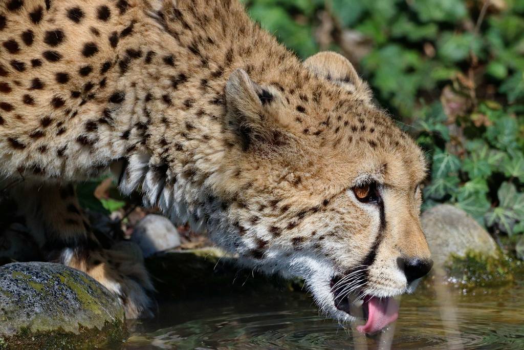 Ein Gepard trinkt Wasser