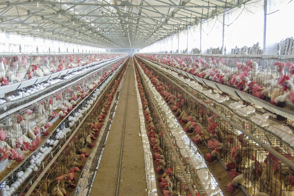 Tausende Hühner sind auf mehreren Stockwerken übereinander in enge Käfige gezwängt. Sie sind in einer riesigen Halle, die wie eine Fabrik aussieht.