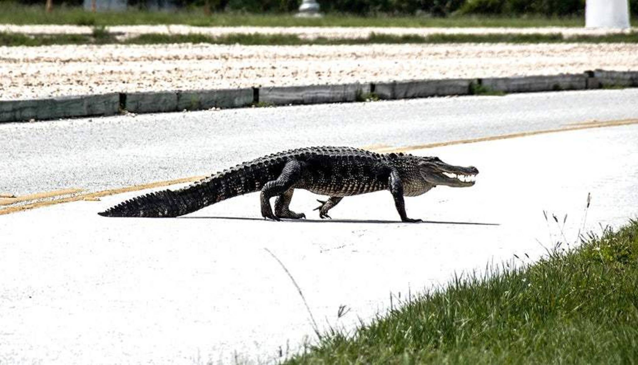 Ein Alligator überquert eine Straße