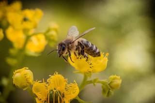 Eine Biene fliegt an Blüten vorbei.
