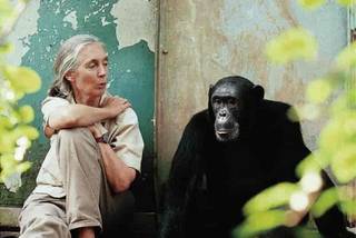 Jane Goodall mit einem Schimpansen