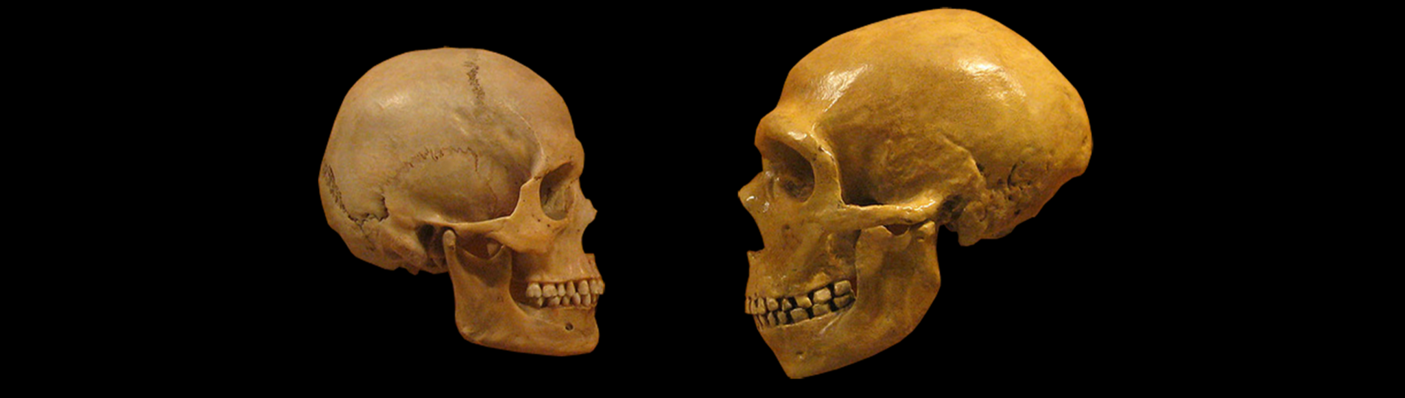 Schädel von Homo sapiens und Homo neandertalensis