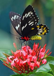 Schmetterling sammelt Nektar mit langem Rüssel.