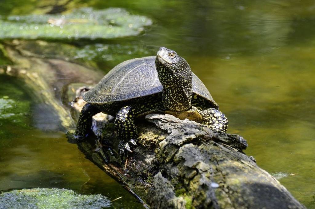 Europäische Sumpfschildkröte auf einem Buamstamm