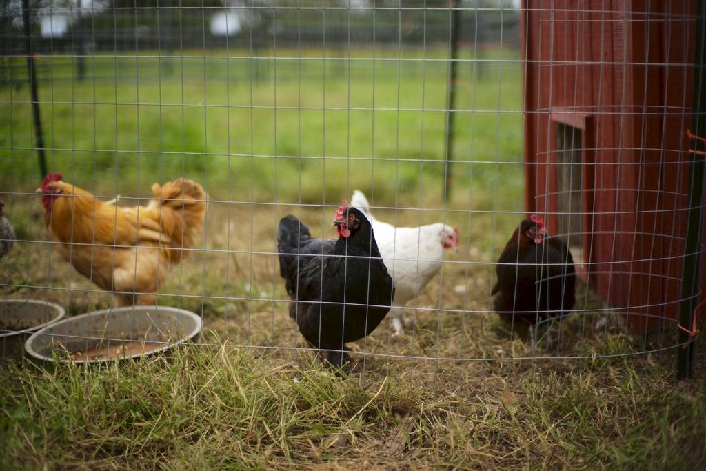 Vier Hühner stehen auf einer Wiese in einem kleinen Gehege, das mit einem Zaun eingegrenzt ist.