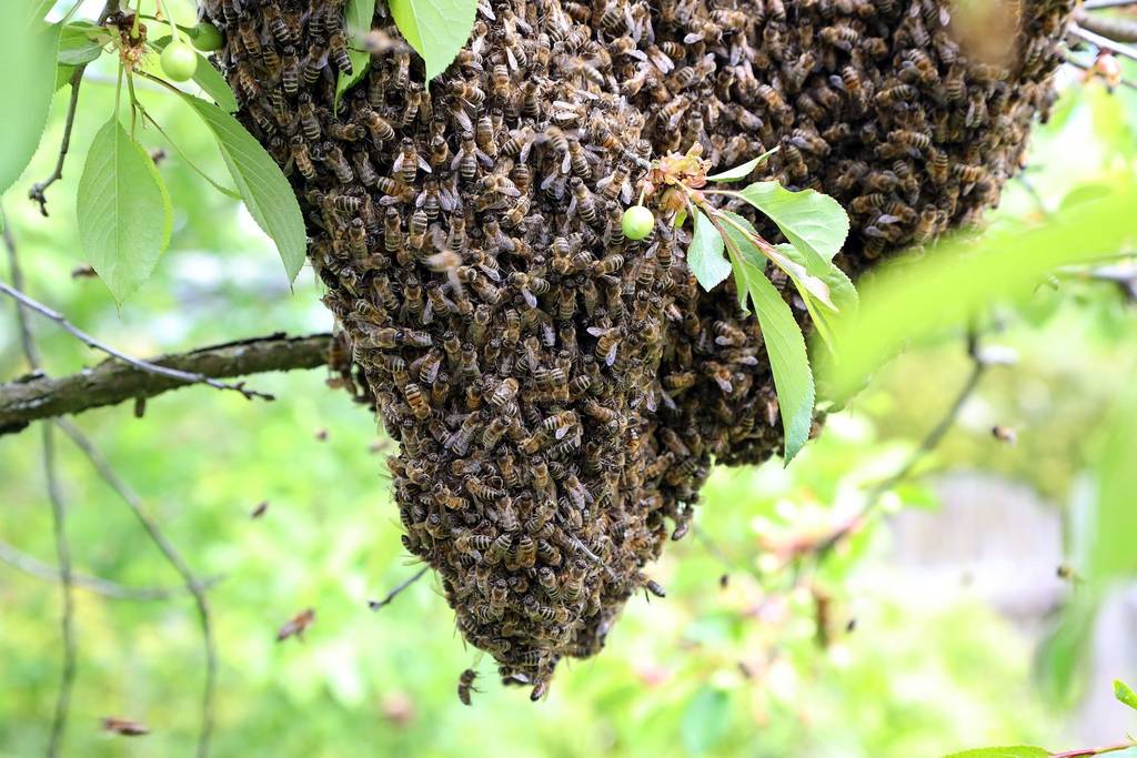 Bienen bauen einen neuen Bienestock