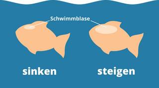 Zwei Fische mit eingezeichneter Schwimmblase. Links: Sinken. Der Fisch hat eine kleine Schwimmblase. Rechts: Steigen. Der Fisch hat eine große Schwimmblase, die mit Luft gefüllt ist.
