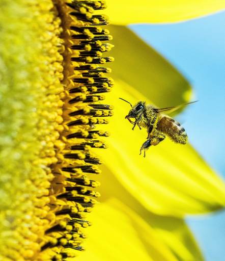 Eine Biene fliegt an eine Sonnenblume heran und hat viele Pollen an ihrem Körper.
