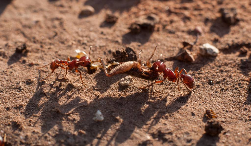 Zwei Ameisen tragen totes tierisches Material weg.