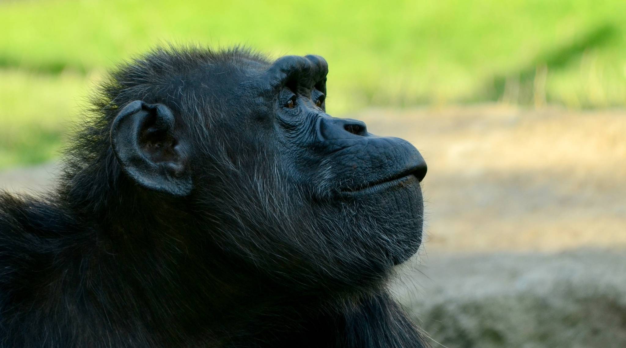 Schimpanse im Profil