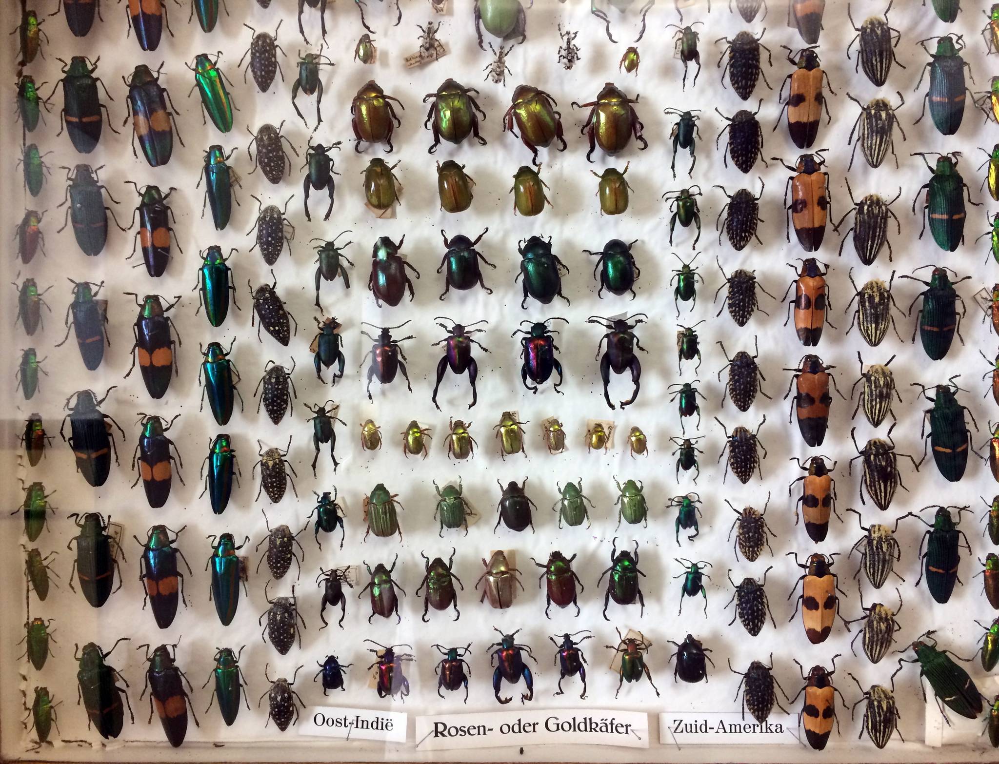 Verschiedene Insekten mit Größe und Klassifikation